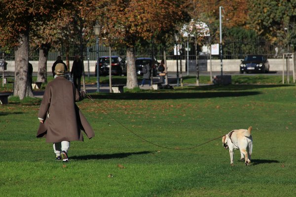 Hoe kies je het juiste hondenspeelgoed voor verschillende rassen?
