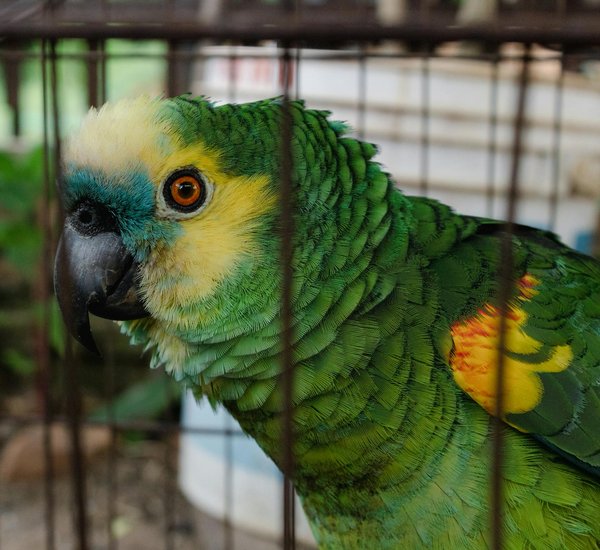 Welke voeding is het beste voor oudere huisdieren?