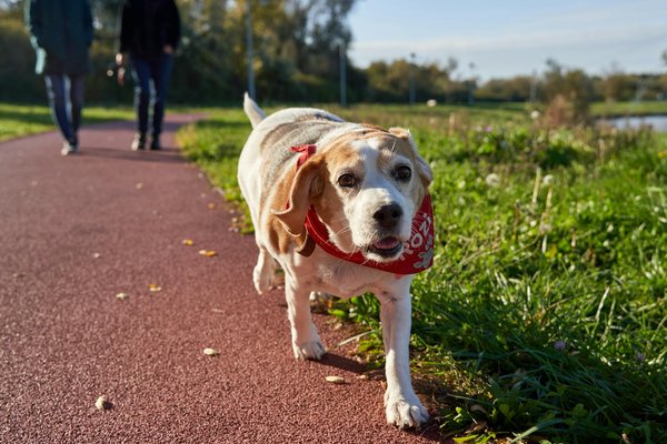 Wat zijn de belangrijkste voedingsstoffen voor het dieet van een hond?