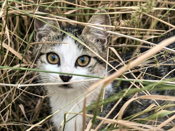 Wat zijn de belangrijkste voedingseisen voor kittens in hun eerste levensjaar?