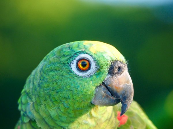 Hoe introduceer je nieuwe huisdieren in een bestaande groep?